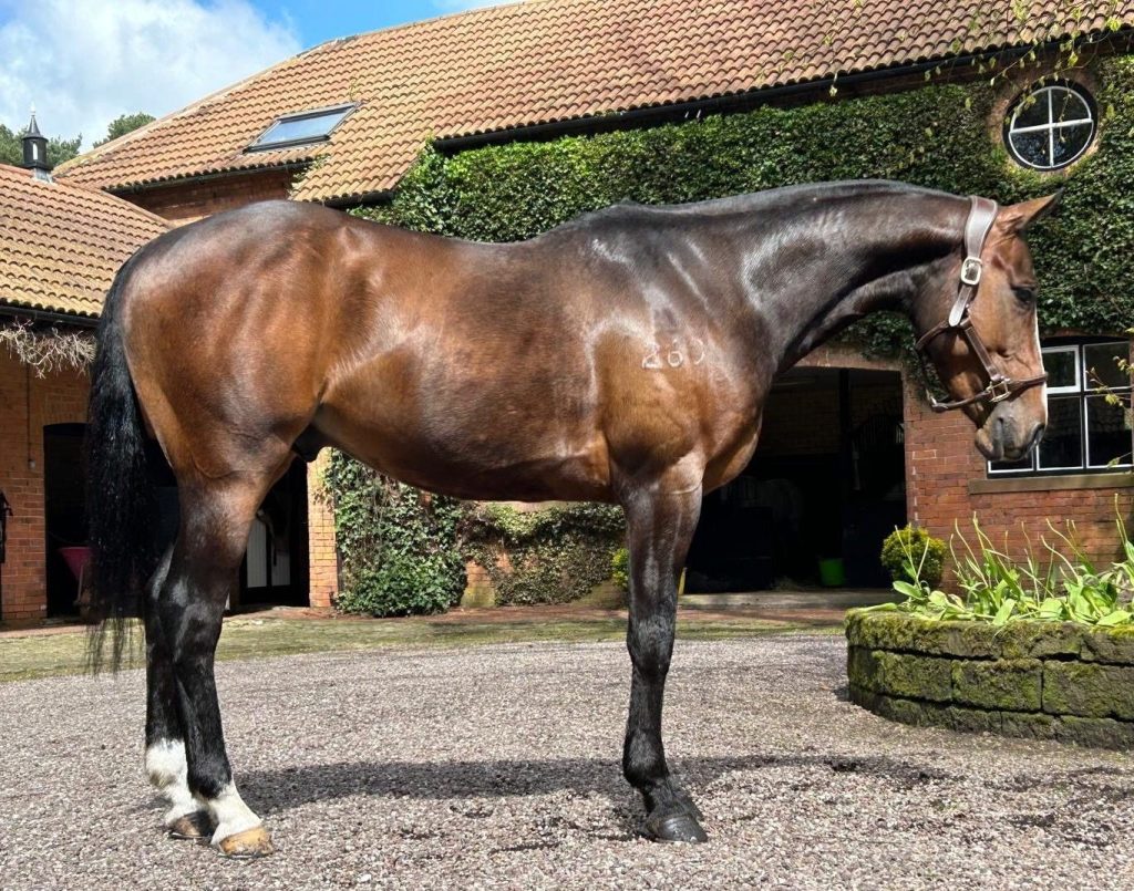 Stallion DS Levadura (Open Chimento x Levicu) standing at stud for the 2025 breeding season, offered by Coddington Bracewell. Known for his strong polo pedigree, agility, and refined temperament.