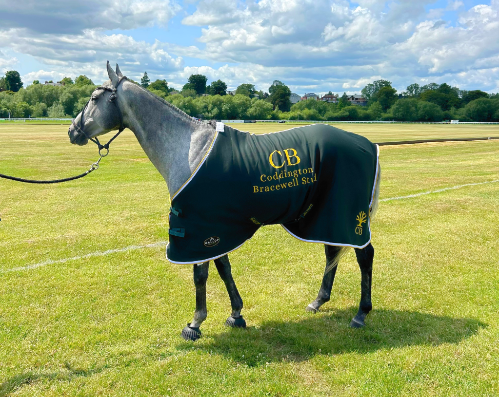 Hiphop stallion on the polo field wearing a Coddington Bracewell rug, showcasing his athletic build and calm nature. Bred from Clarin out of JB Salsita.