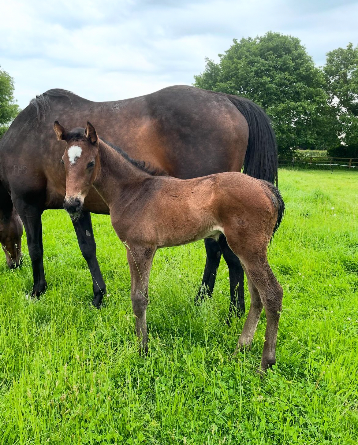 CB polo foal with dam in Cheshire paddock – Coddington Bracewell Elite Polo Stud breeding programme UK.