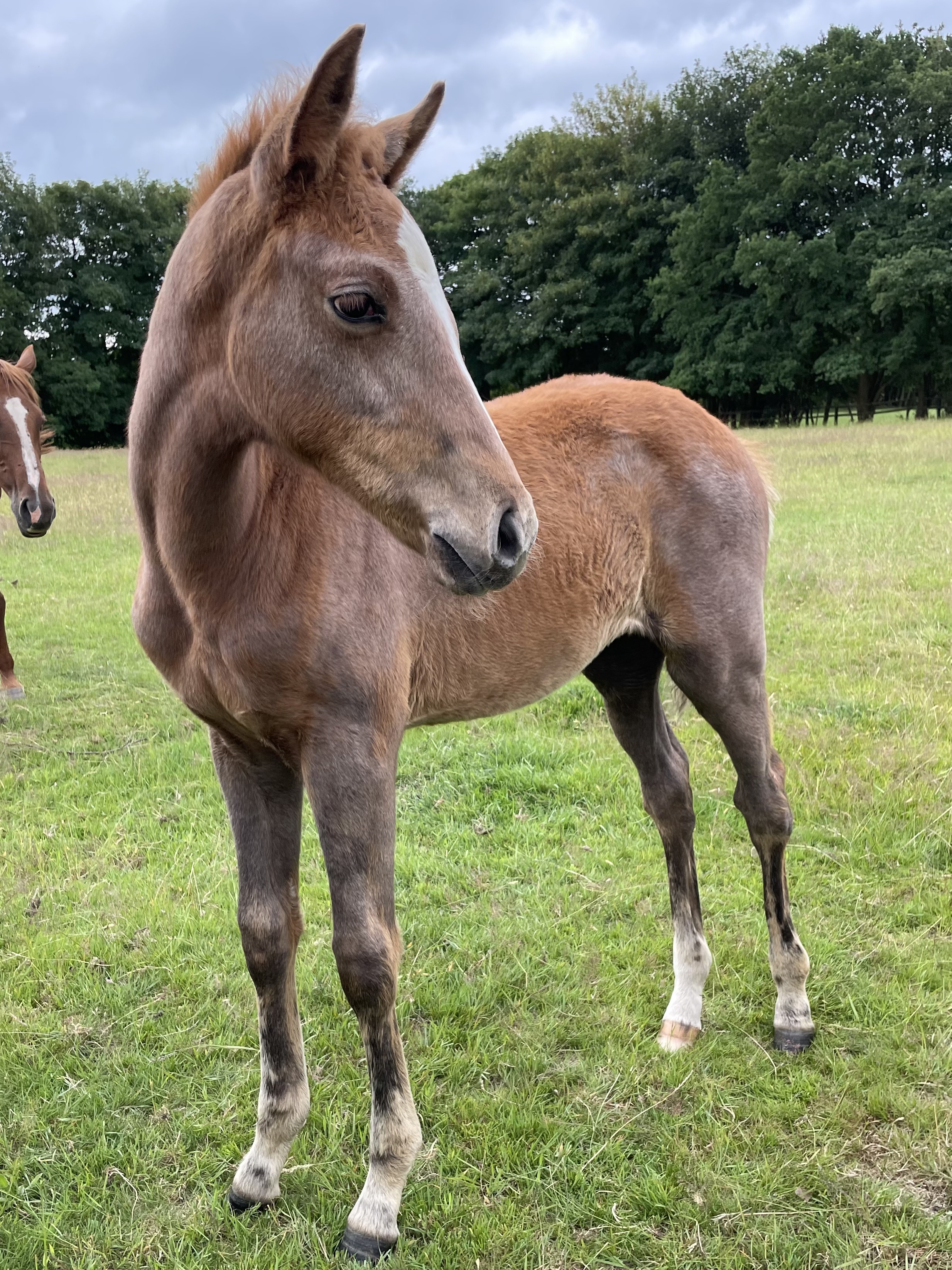 CB Bellatrix, a promising foal at Coddington Bracewell Polo Stud, sired by renowned stallion HipHop and exceptional mare Symphony, showcasing agility and competitive spirit for high-level polo.