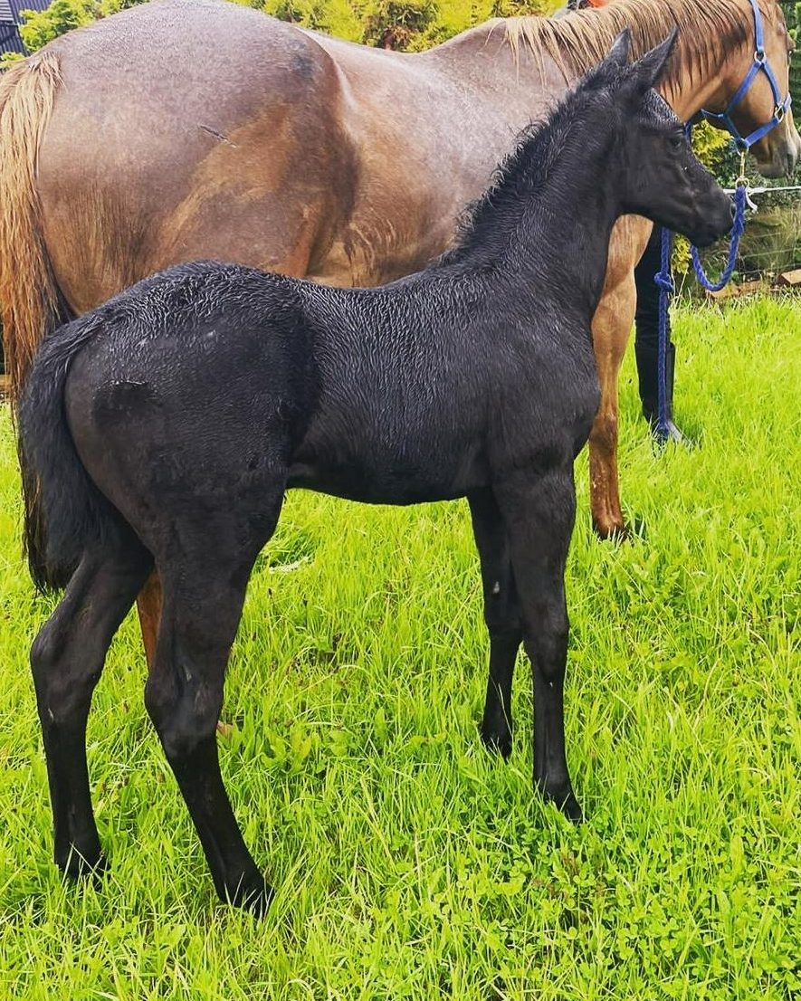 Coddington Bracewell Polo Stud. Rising polo foals from polo stallion HipHop and Dolfina Celadora, top English Polo High Goal mare from Selina, top broodmare of La Dolfina.