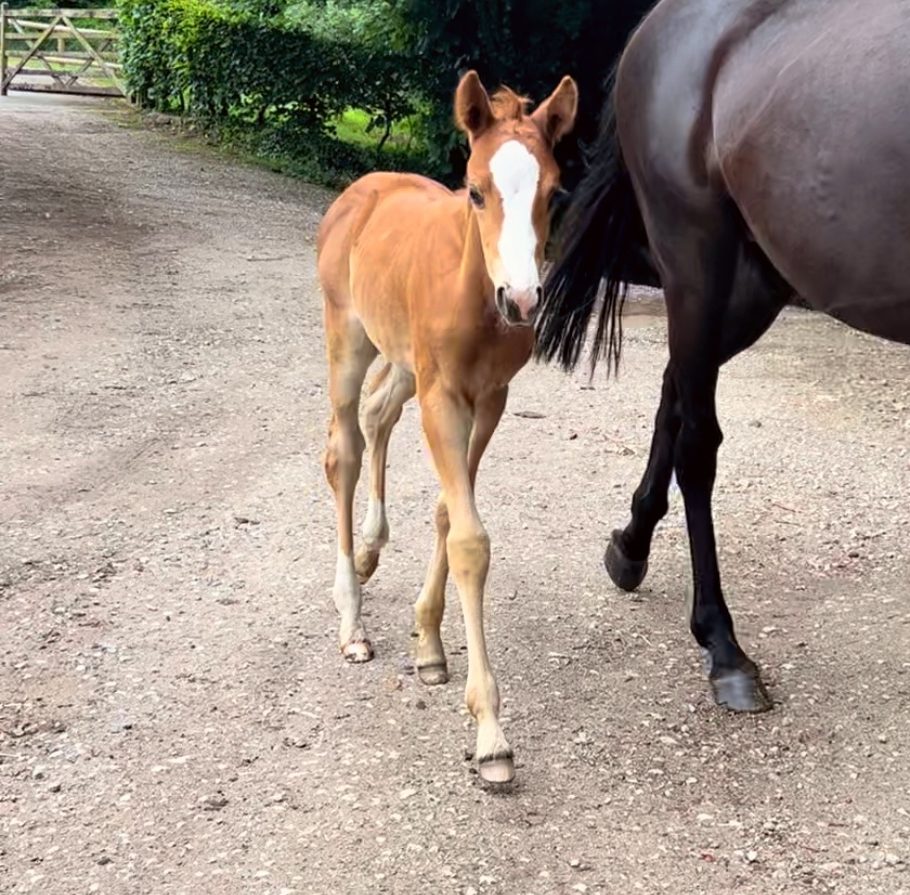 CB Lobster, an exceptional foal at Coddington Bracewell Polo Stud, sired by DS Levadura and out of Aquita, promising standout qualities with an elite pedigree.