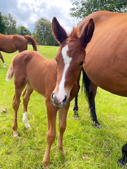 CB Seeker, an exceptional foal at Coddington Bracewell Polo Stud, carries a distinguished pedigree. Sired by Open El Padrino and out of Chalo Mariposa, Seeker promises superior athleticism, agility, and temperament for high-goal polo.
