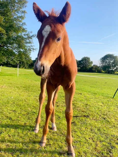 CB Keeper, a promising foal at Coddington Bracewell Polo Stud, boasts a remarkable pedigree with sire Open El Padrino and dam Chalo Mariposa, inheriting top-tier polo genetics.
