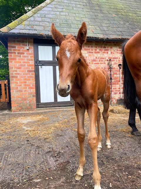 CB Chaser, a promising filly at Coddington Bracewell Polo Stud, sired by Open El Padrino and out of Chalo Mariposa, is bred for exceptional agility, speed, and temperament.