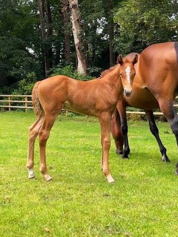 CB Dumbledore, an exceptional colt at Coddington Bracewell Polo Stud, stands proudly. He has a top-tier pedigree with Cuarteto De Nos as his sire and Dolfina Celadora as his dam. Dumbledore boasts elite genetics linked to La Dolfina’s top broodmare Selina. His superior athleticism, agility, and temperament mark him as a future star in high-goal polo.