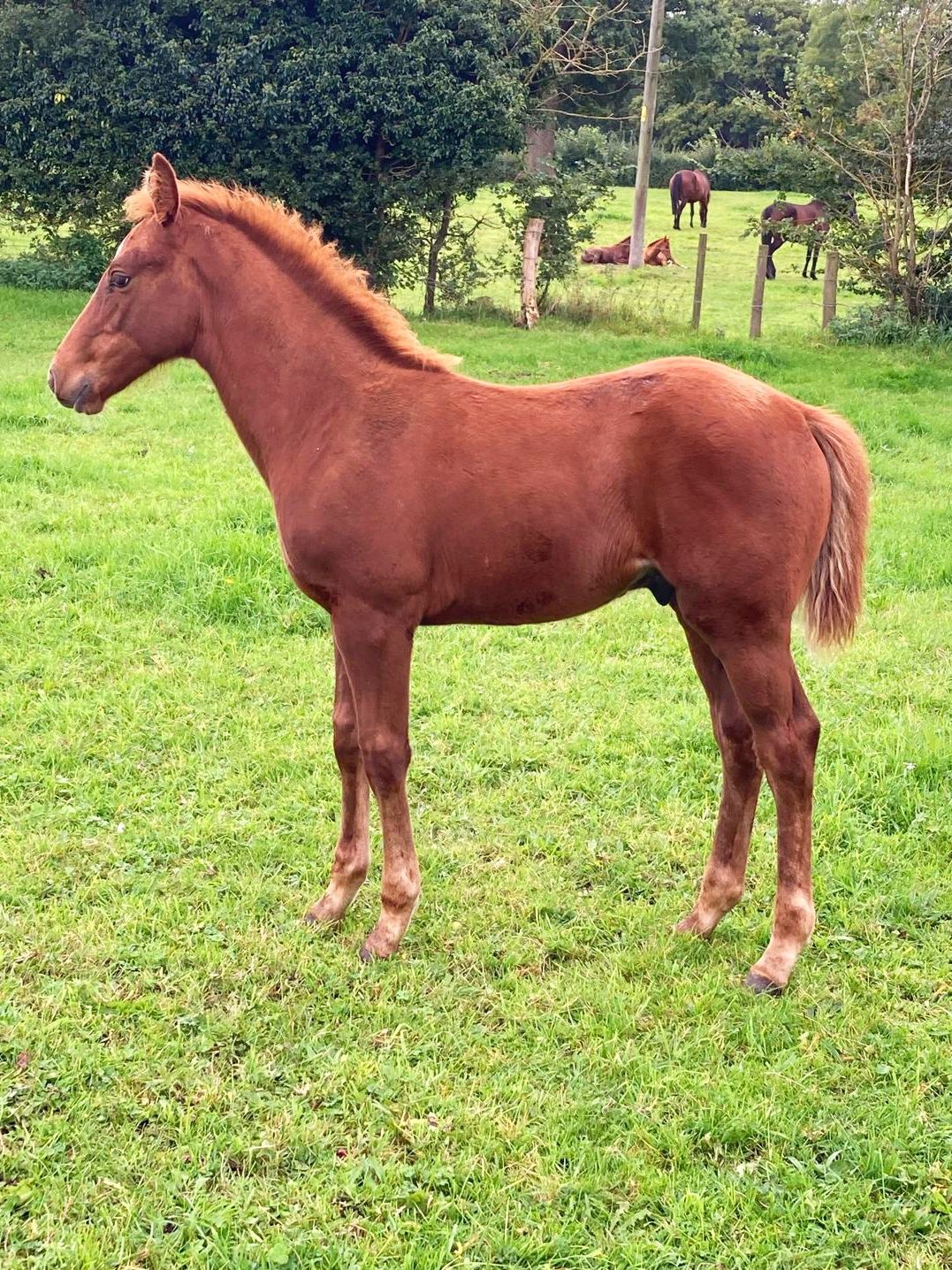CB Snape, a standout foal at Coddington Bracewell Polo Stud, inherits a prestigious lineage with sire Open El Padrino and dam Magdalena, a Memo Gracida-bred mare. This combination ensures Snape's exceptional agility, strength, and temperament, positioning him as a future star in high-level polo.