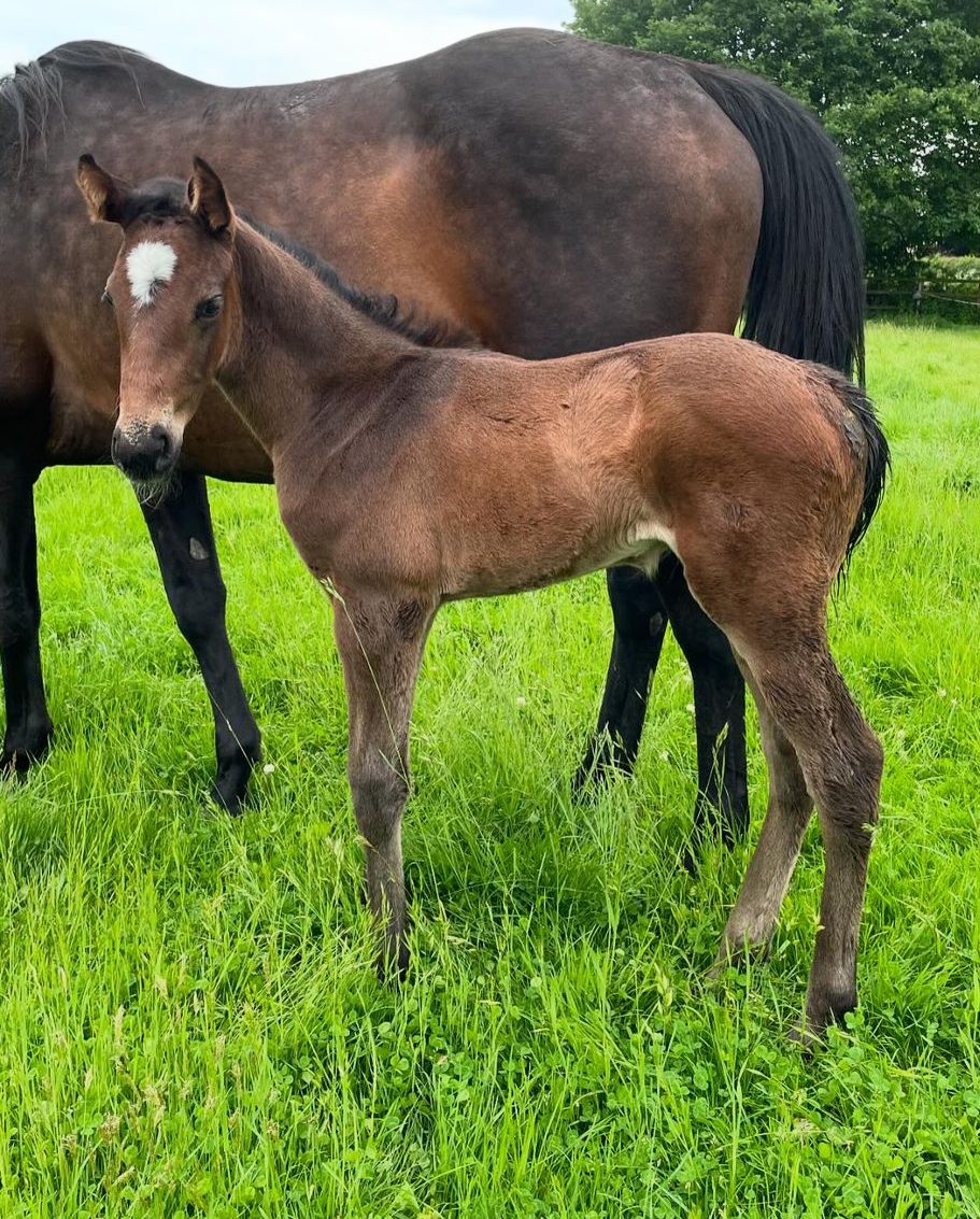 Coddington Bracewell Polo Stud. Rising polo foals from polo stallion DS Levadura and polo mare Top Cat. Best upcoming polo foals