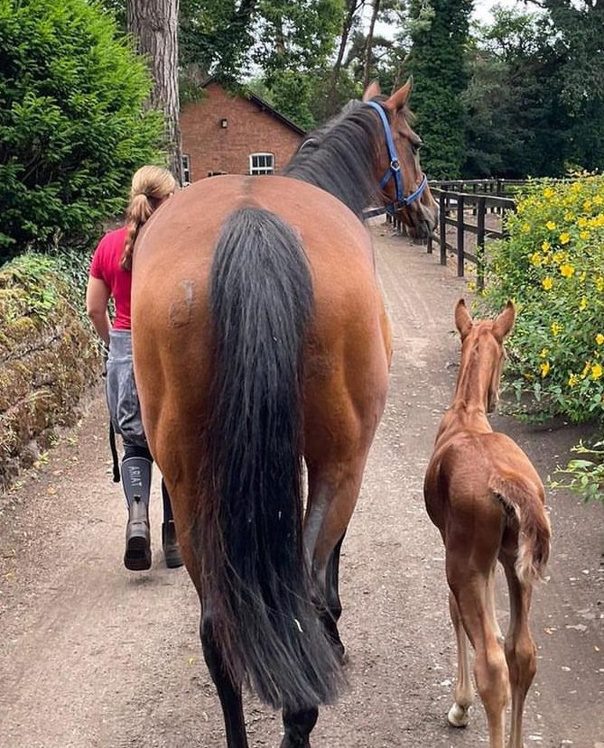 A mare and her foal are led through beautiful stable and English countryside at Coddington Bracewell Polo Stud 